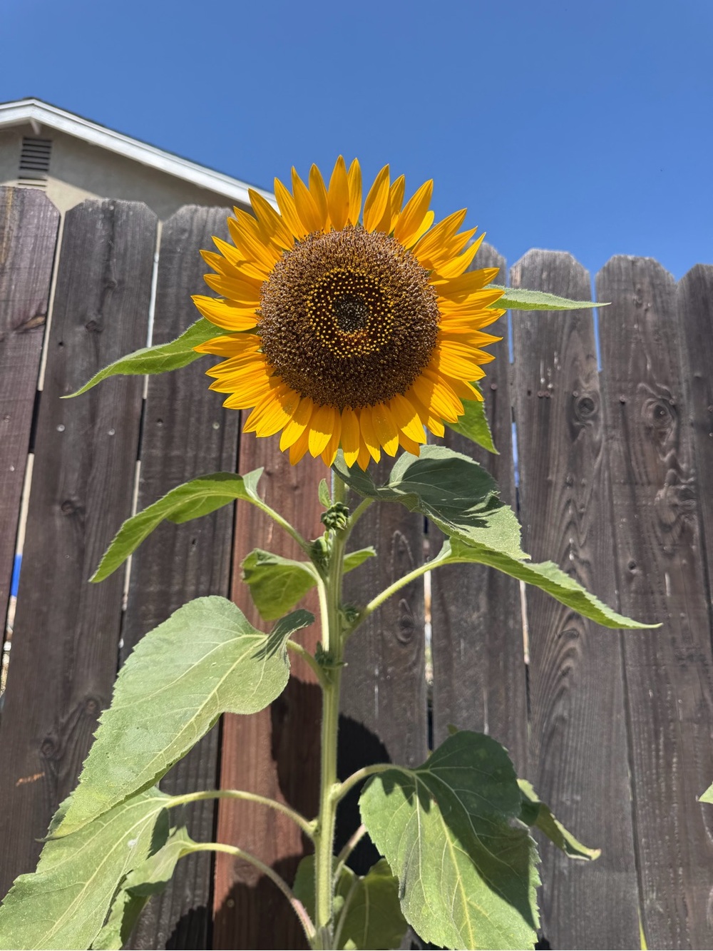 Sunflower Hair Clip - Yellow Floral Accessory